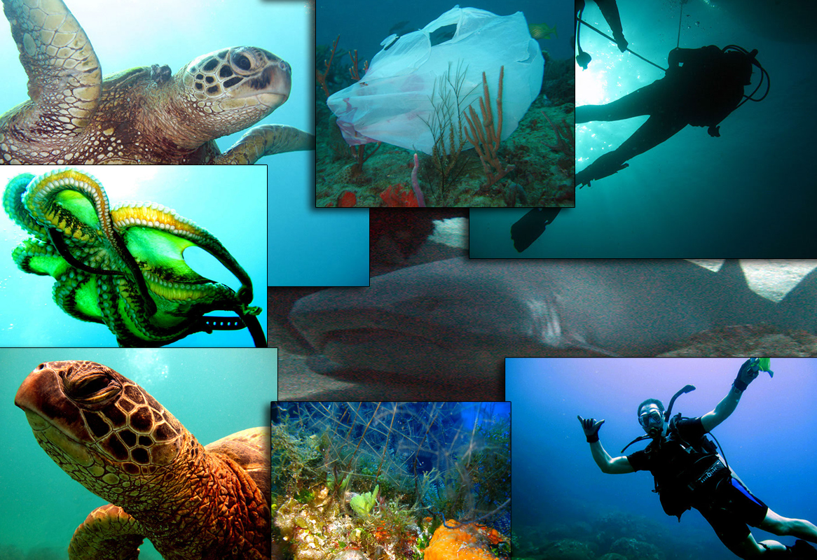 Welcome to Grateful Divers!